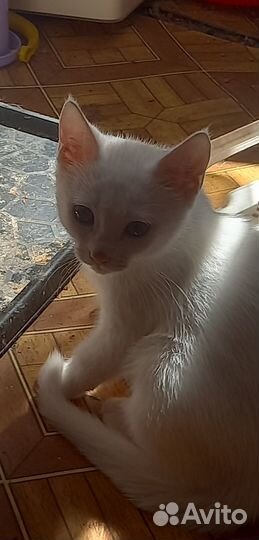 Отдам котят в добрые и заботливые руки