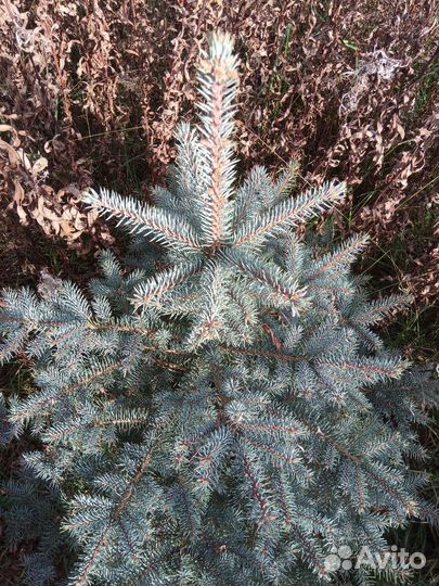 Ель голубая