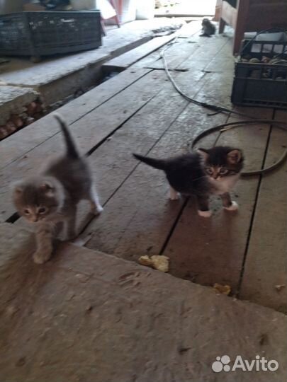 Котята в добрые руки