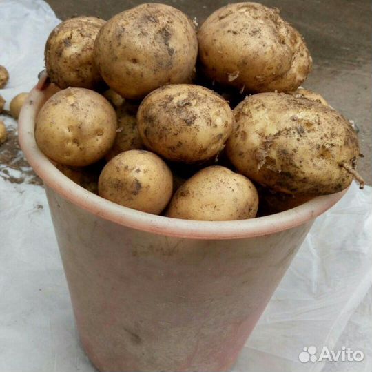Продам картофель