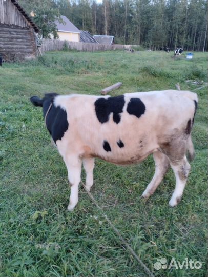 Продам тёлок 9 месяцев