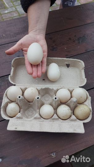 Яйцо домашнее утиное и куриное