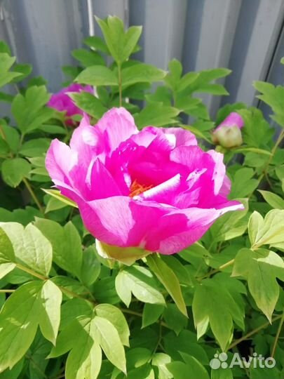 Драгоценная орхидея лудизия. Пион древовидный