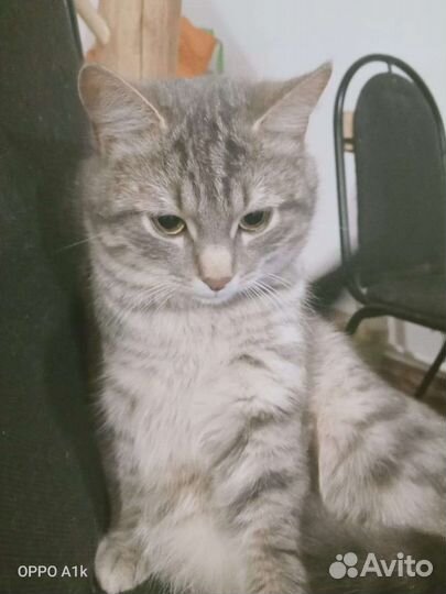 Котики в добрые руки
