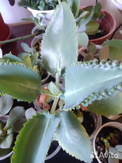 Каланхоэ лечебное