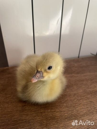 Гусята суточные