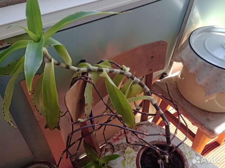 Растение золотой ус