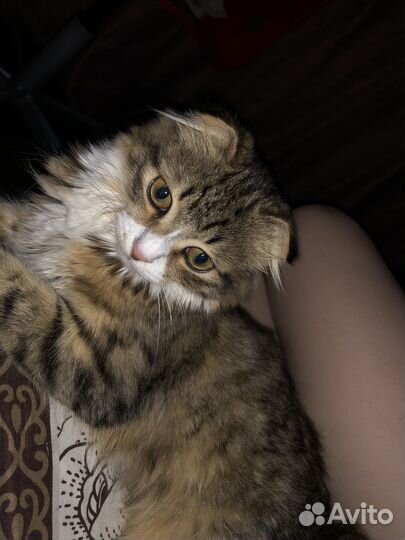 Котики