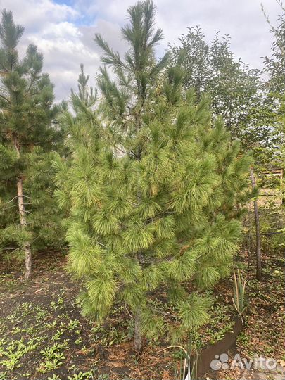 Саженцы сибирского кедра