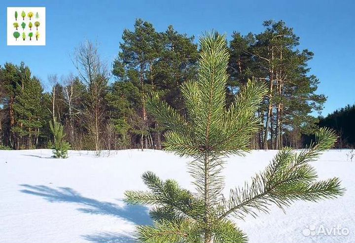 Крупномер сосны опт