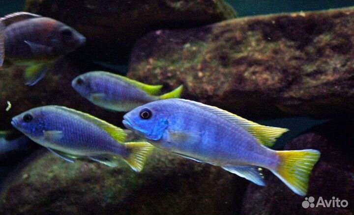 Продаются цихлиды