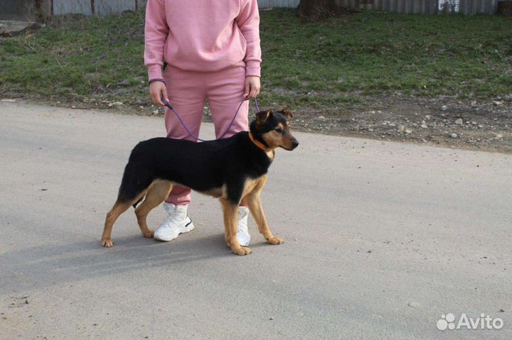 Пес Бос в добрые руки