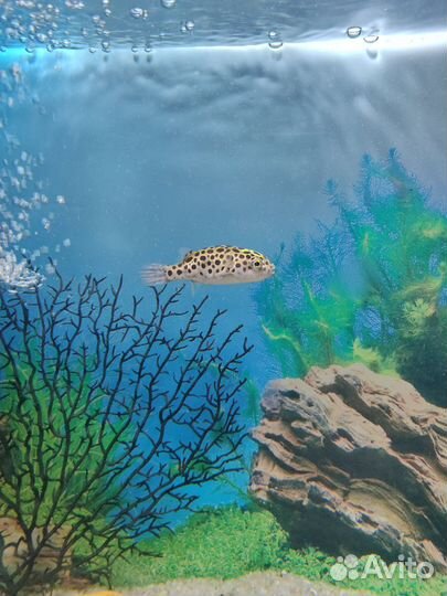 Аквариумные рыбки