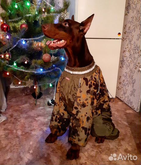 Продам комбинезон для крупной собаки