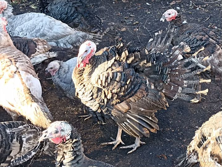 Индюки индюшки индейки