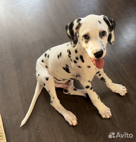 Далматинец щенок