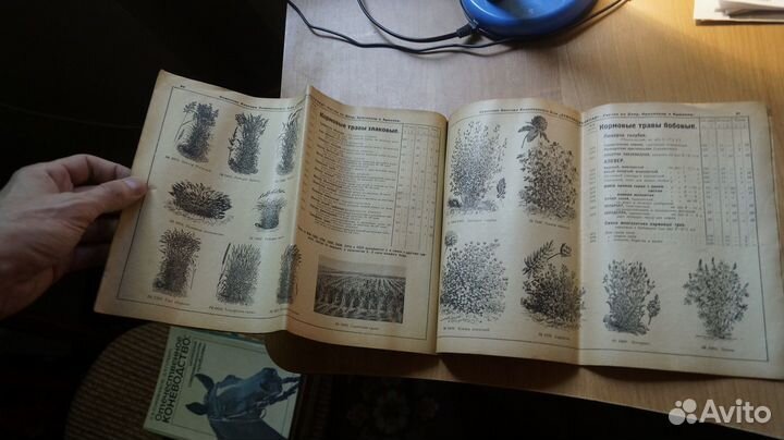 З152 семена каталог. семенная контора акц. общ. с