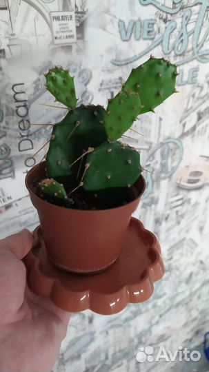 Кактус опунция