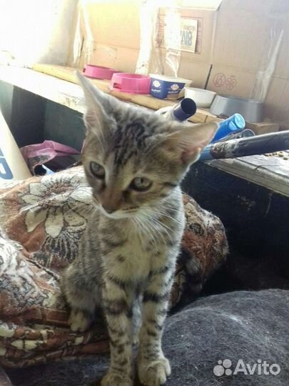 Котята мальчик и 2 девочки