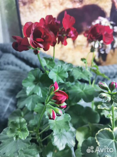 Пеларгония