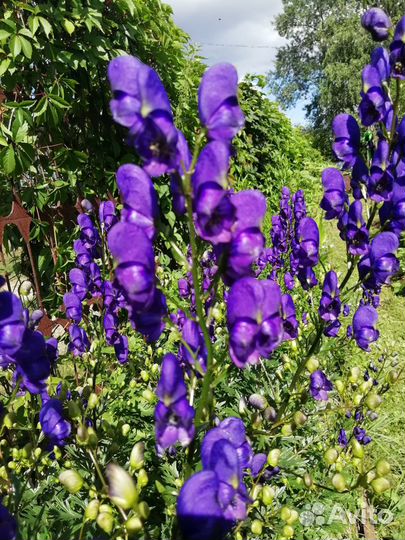 Многолетники