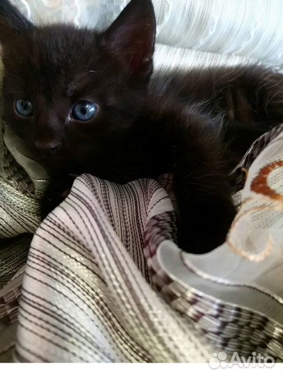 Котенок мальчик 1мес доставка бесплатно