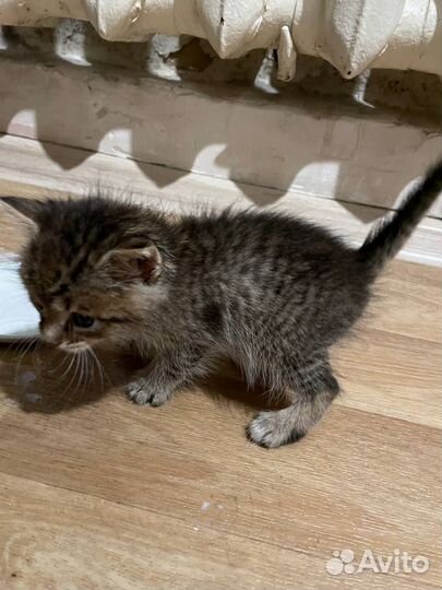 Котята