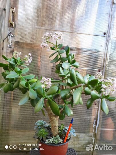 Толстянка денежное дерево