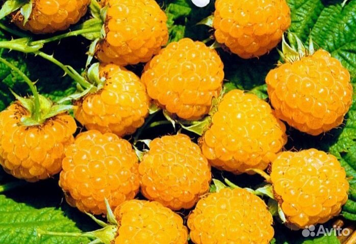 Саженцы малины жёлтой