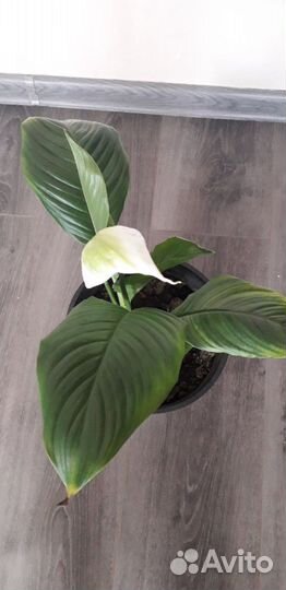 Спатифиллум пеларгония герань денежное дерево