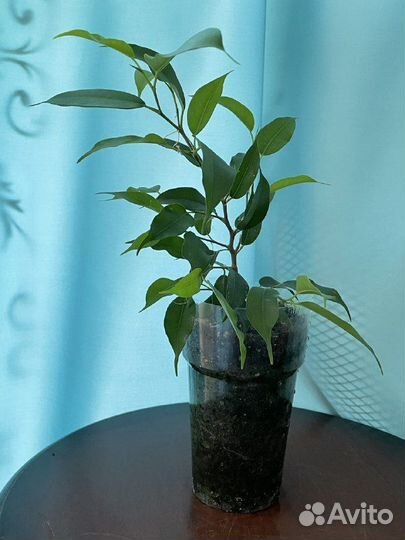 Фикус бенджамина