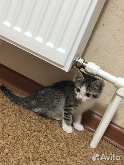 Котята в добрые ручки