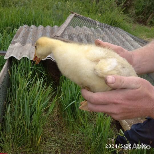 Гусята подрощенные