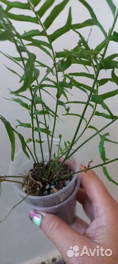 Папоротник Нефролепис Biserrata Fishtail