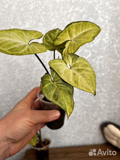 Сингониум батерфляй