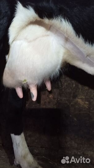 Корова, теленок и нетель