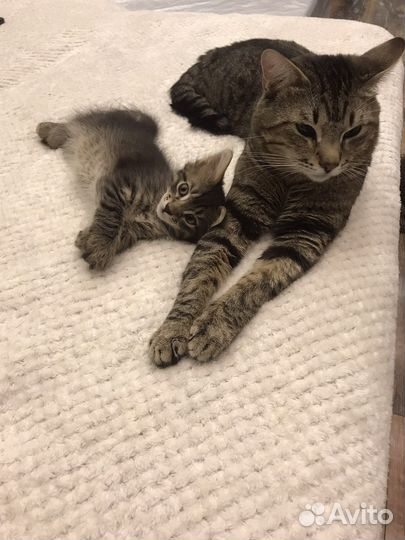 Котенок 2,5 месяца в добрые руки