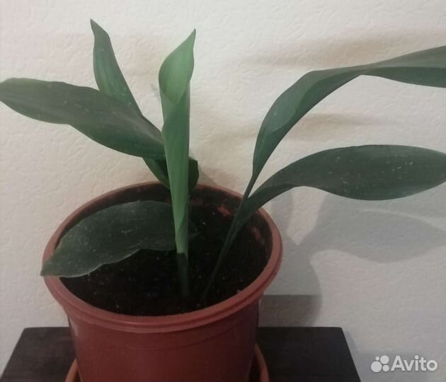 Аспидистра Elatior Blume с вариегатностью