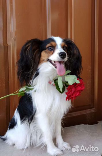 Вязка папийон