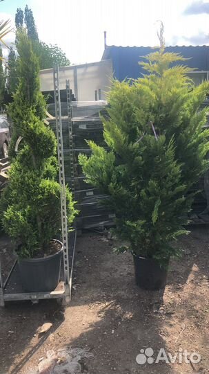 Кипарисовик(cupressocyparis) голд райдер,лейланди