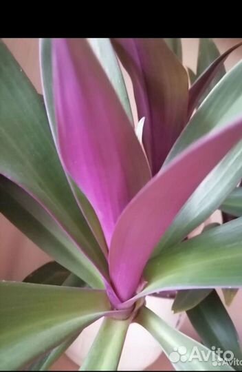 Традесканция рео