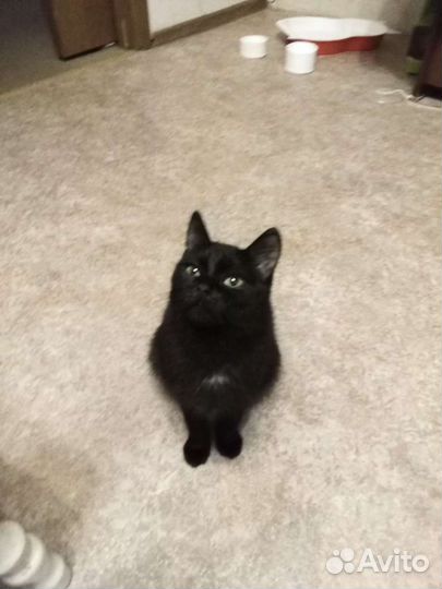 Кошка
