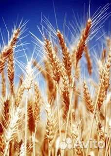 Зерно пшеницы