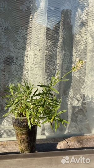 Лаванда белая