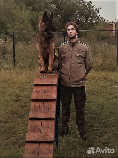 Инструктор-кинолог (Дрессировка собак)