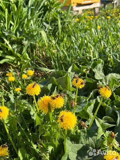 Мёд 3л сбор 2023г