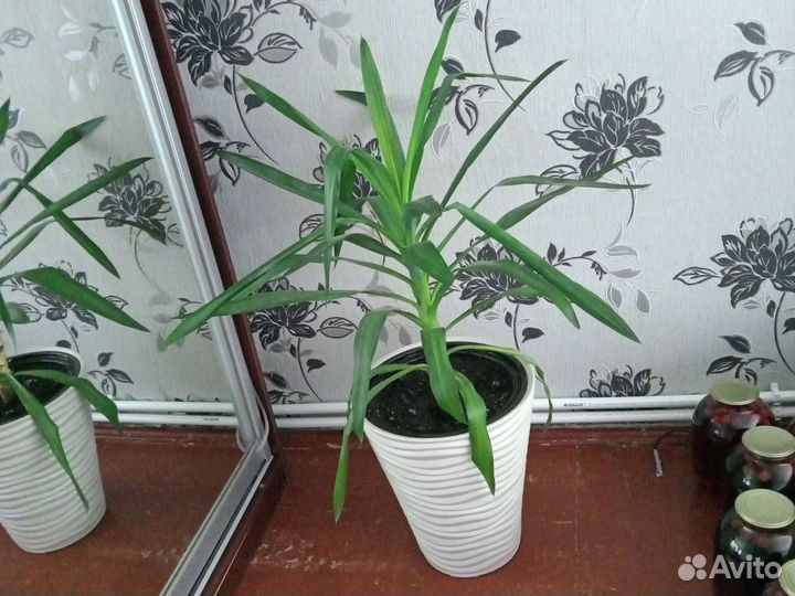 Пальма юкка