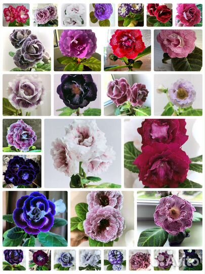 Семена глоксинии