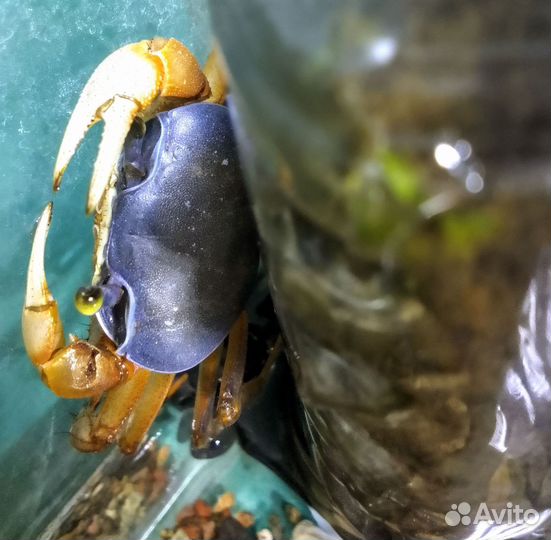 Радужный краб