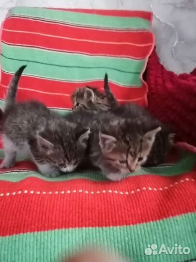 Котята от сибирской кошки